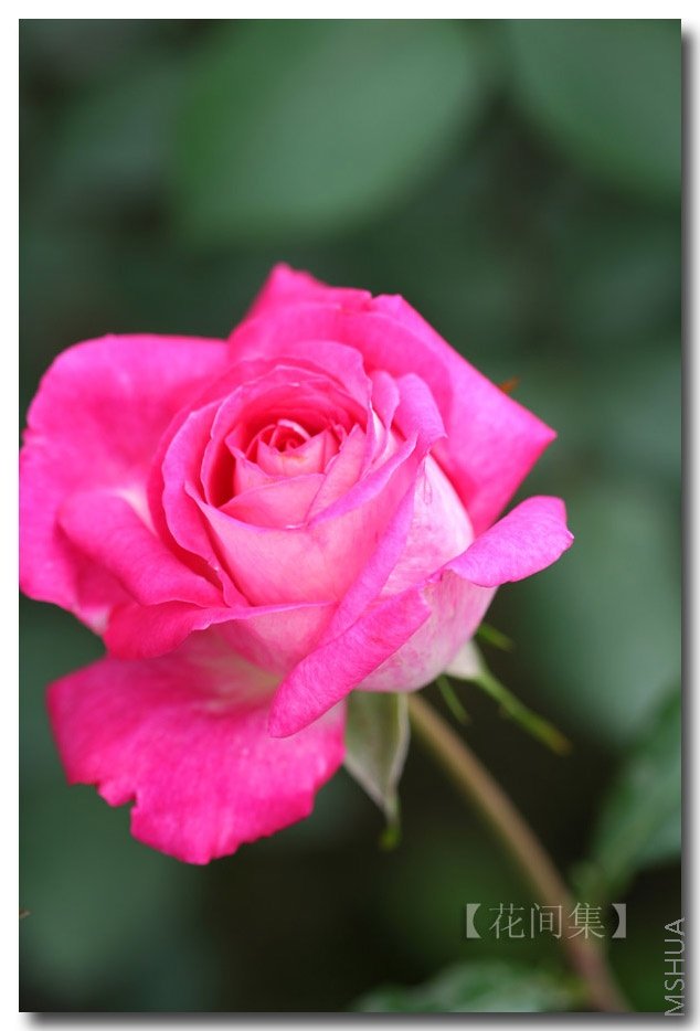 IMG_0242 ����.jpg