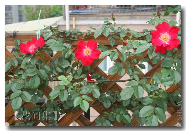 IMG_0081 ����.jpg