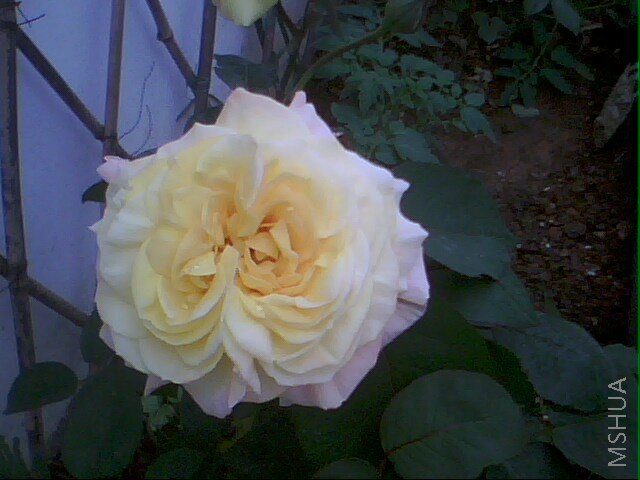 IMG0386A.jpg