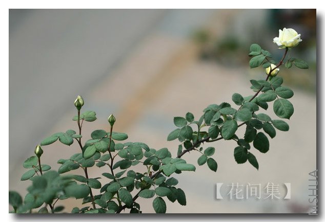 IMG_0301 ����.jpg