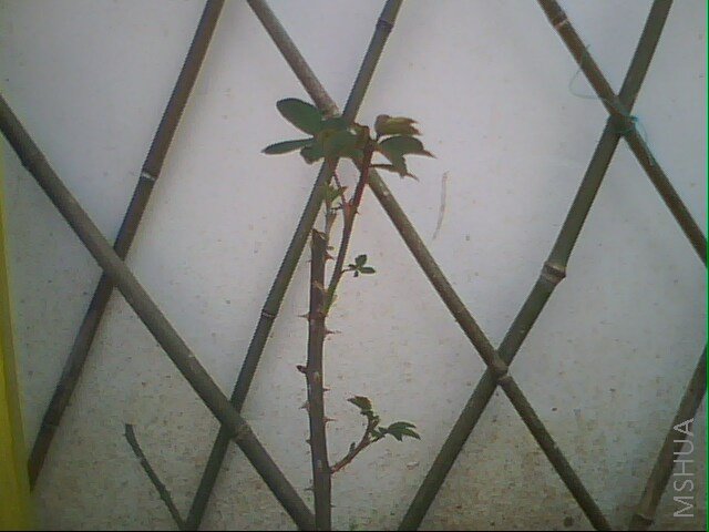 IMG0307A.jpg