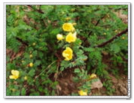 ������һ����Ʒ...ʳ��õ��...��ɫ����ÿ�����ں�ɫ��������¿�..