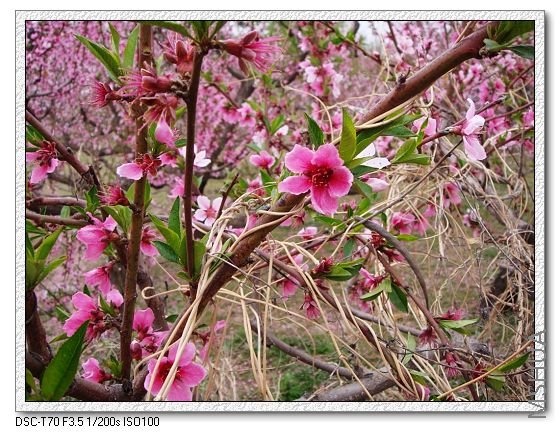 ����������ͷ��....