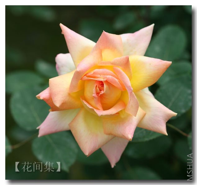 IMG_0258 ����.jpg