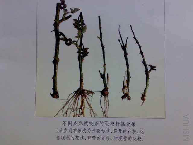 20080422268.jpg
