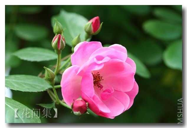 IMG_0316 ����.jpg