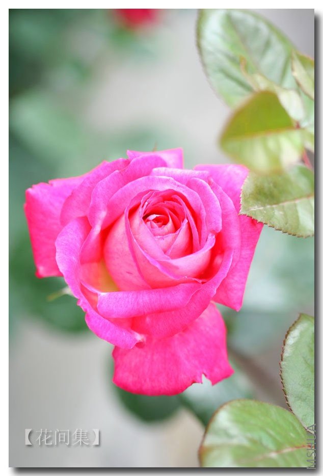 IMG_0232 ����.jpg