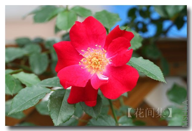 IMG_0180 ����.jpg