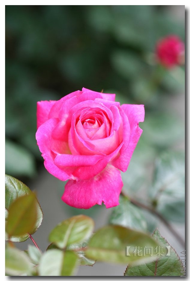 IMG_0246 ����.jpg