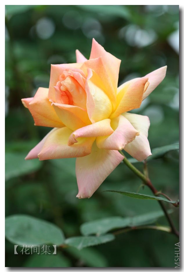 IMG_0260 ����.jpg