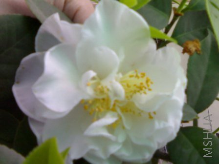 20080419111.jpg