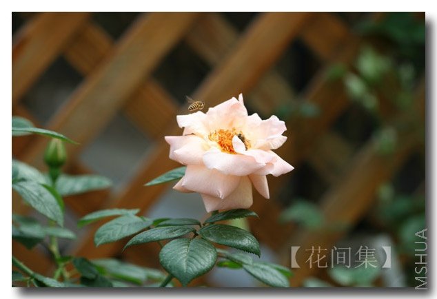 IMG_0199 ����.jpg