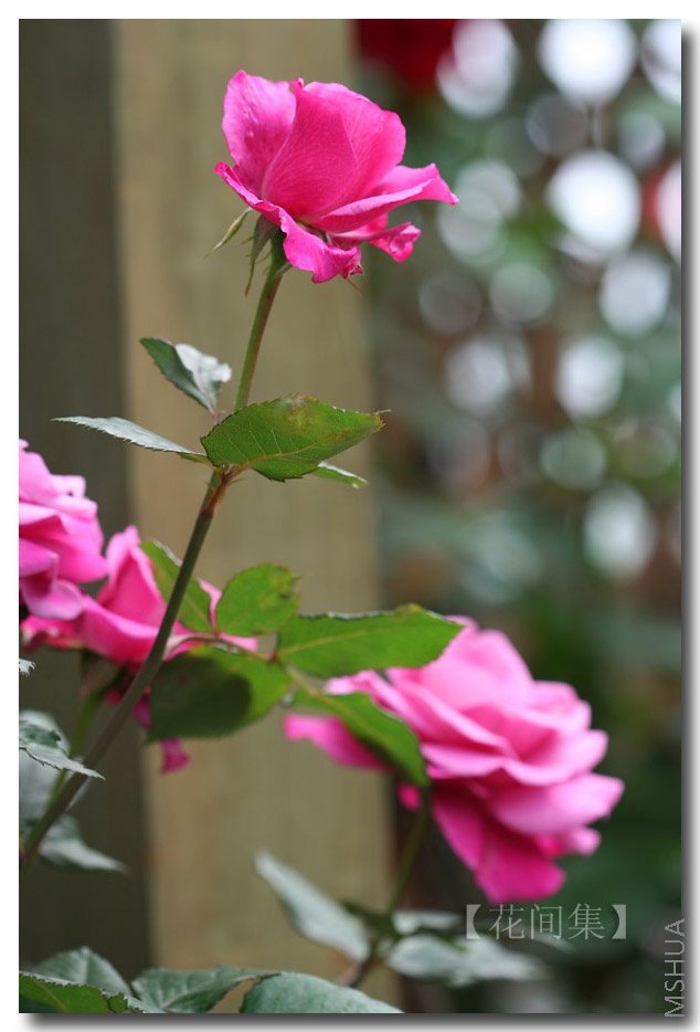 IMG_0267 ����.jpg