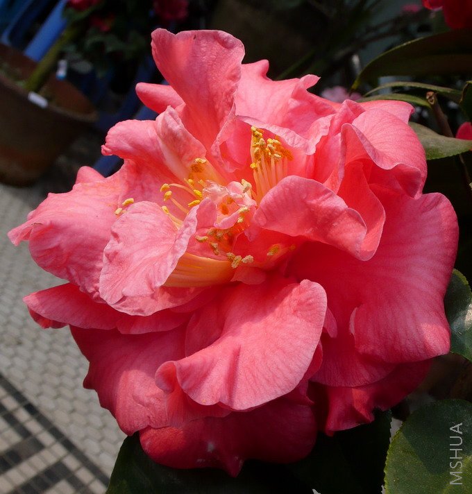 P1510457.jpg