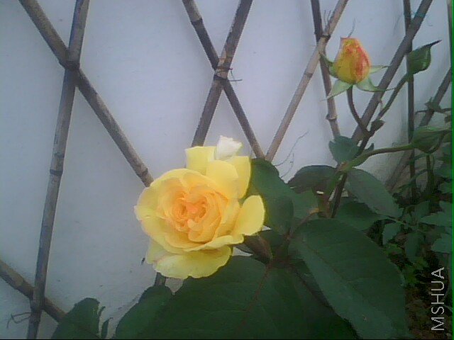 IMG0356A.jpg