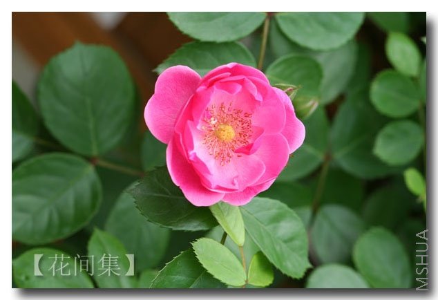 IMG_0178 ����.jpg