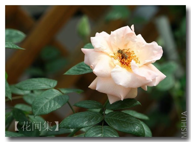 IMG_0206 ����.jpg