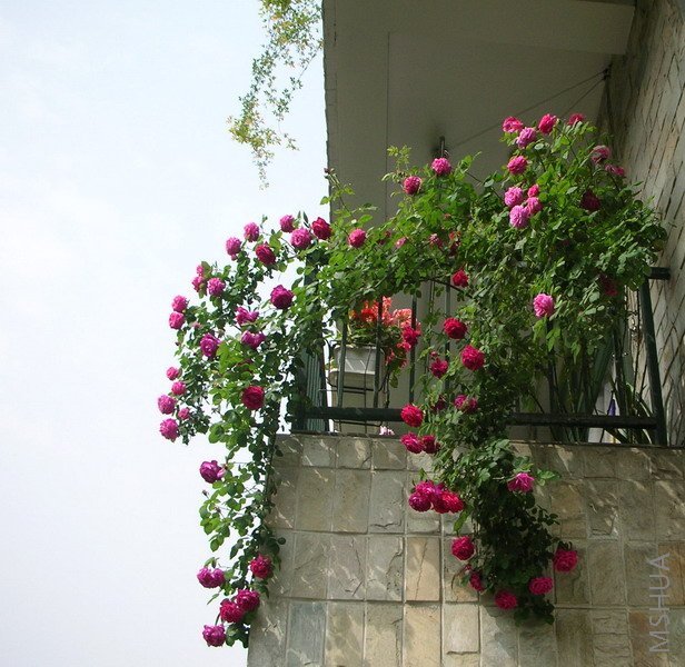 DSCN9070.JPG