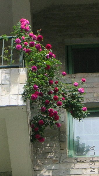 DSCN9076.JPG