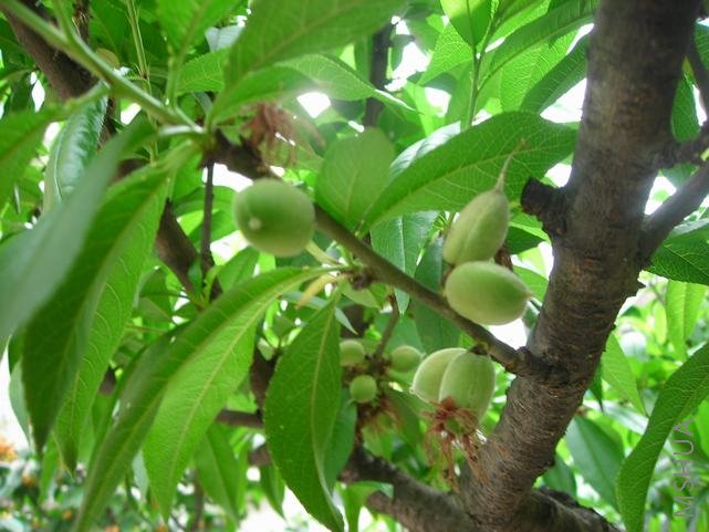 ����Ҳ�ҹ���