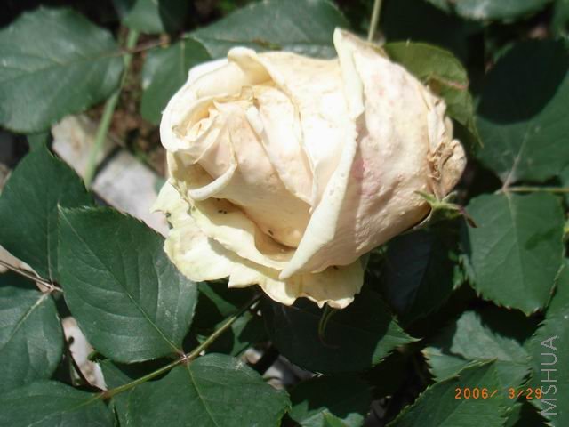������С RIMG0311.jpg
