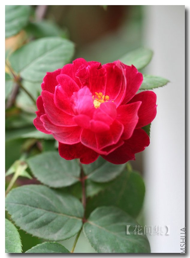 IMG_0132 ����.jpg