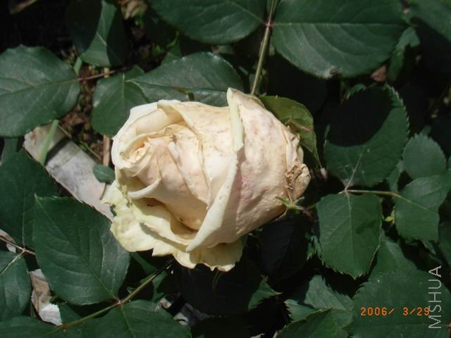 ������С RIMG0310.jpg