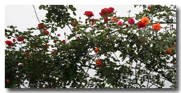 IMG_0423 ����.jpg