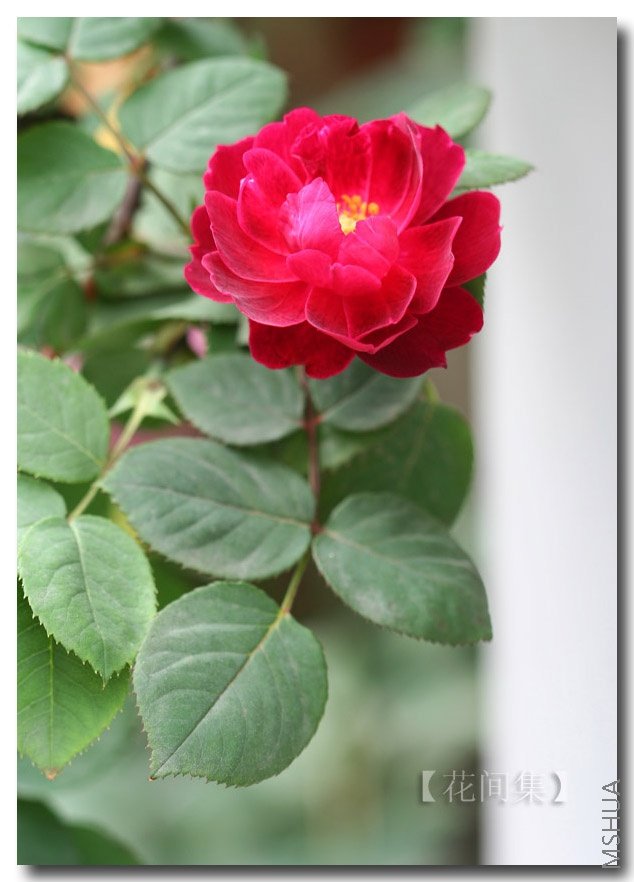 IMG_0131 ����.jpg