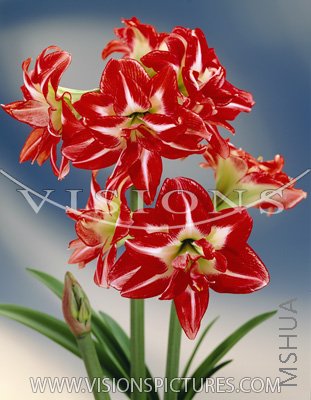 pasadena ��������