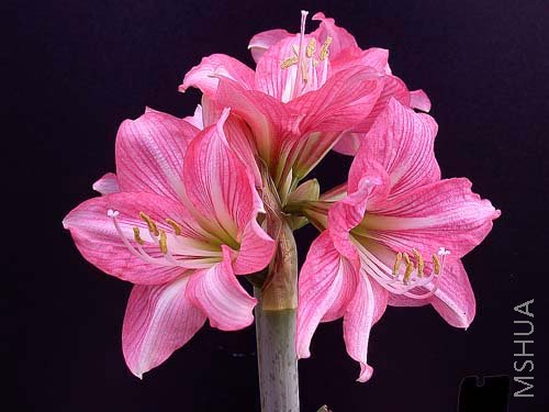 Cupido�����