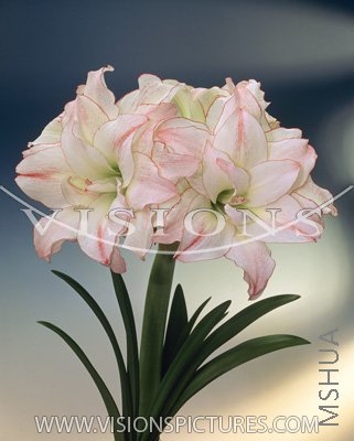 aphrodite ��ܽ�޵ҵ�