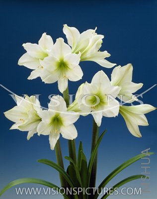 green goddes ��ɫŮ��