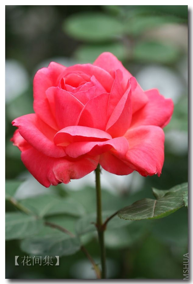 IMG_0261 ����.jpg