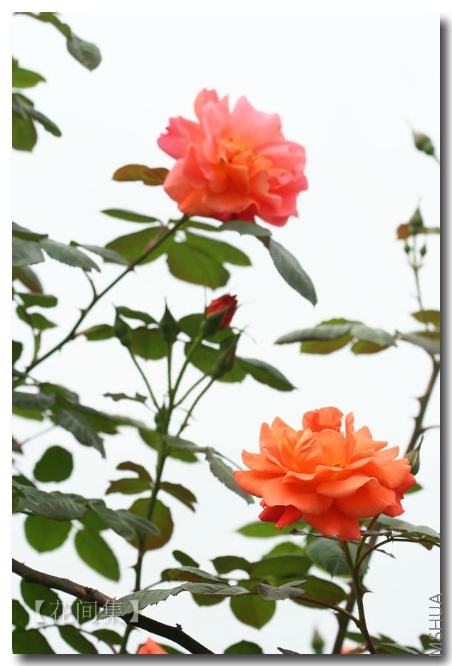 IMG_0146 ����.jpg