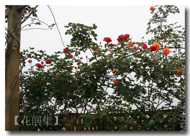 IMG_0422 ����.jpg