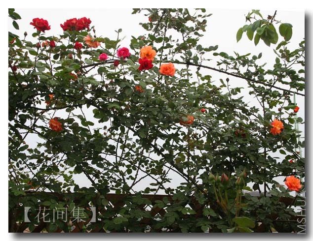 IMG_0425 ����.jpg