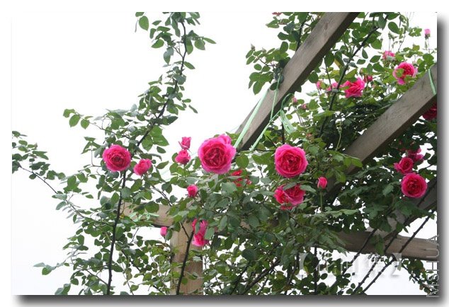 IMG_0403 ����.jpg