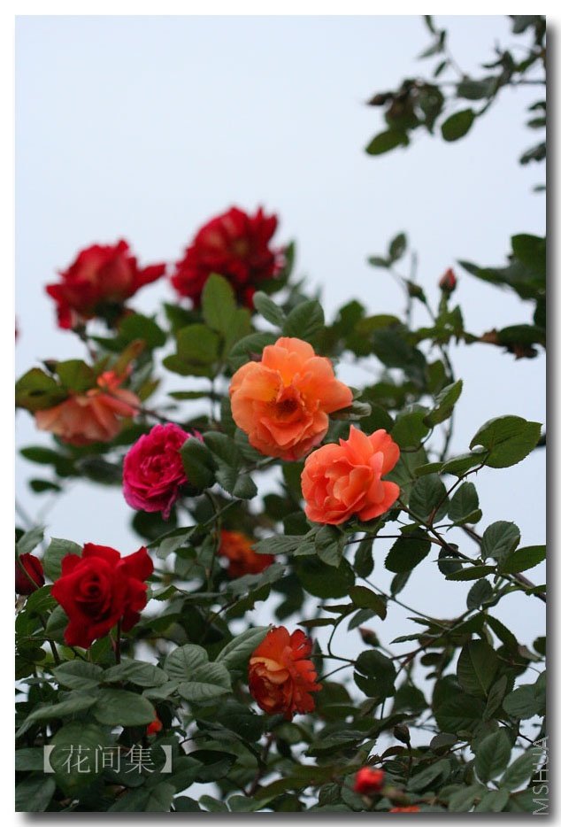 IMG_0519 ����.jpg