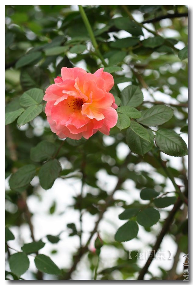 IMG_0256 ����.jpg