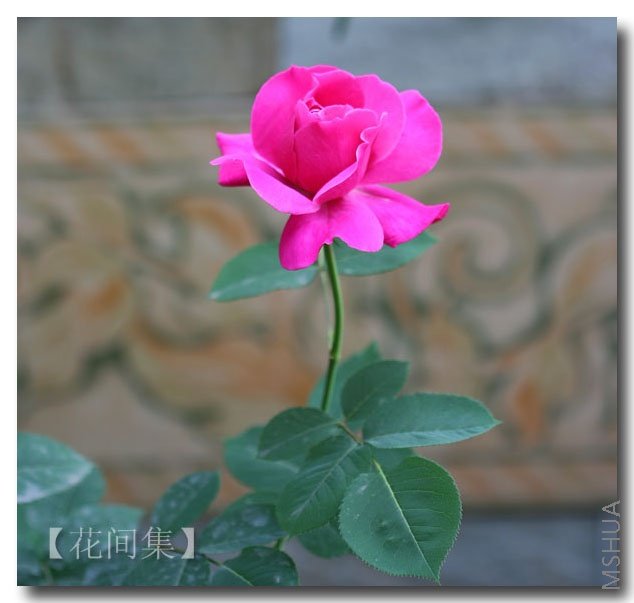 IMG_0378 ����.jpg