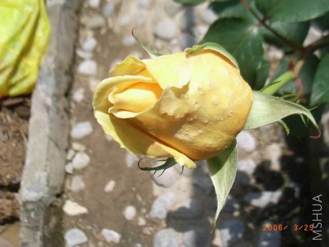 ������С RIMG0312.jpg