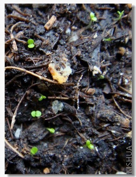 ��ĺ�С���簡