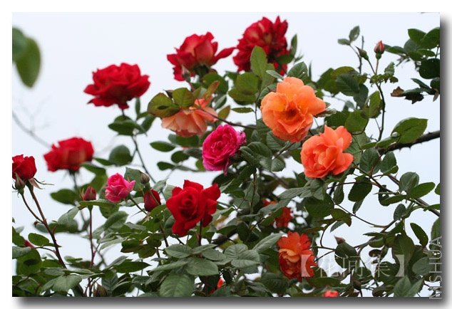 IMG_0528 ����.jpg