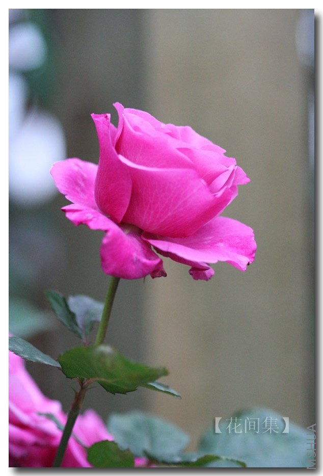 IMG_0516 ����.jpg