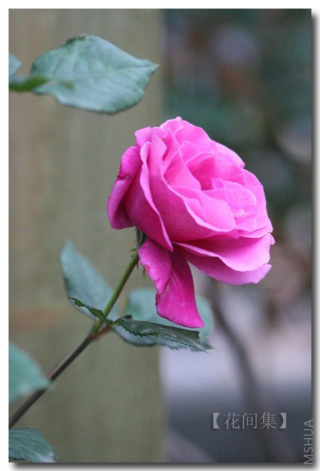 IMG_0518 ����.jpg