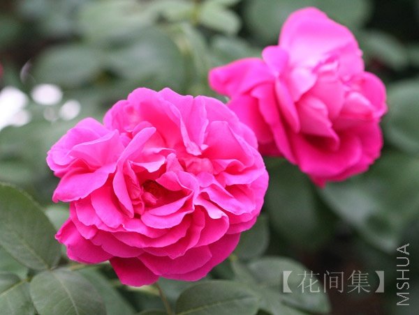 IMG_0485 ����.jpg