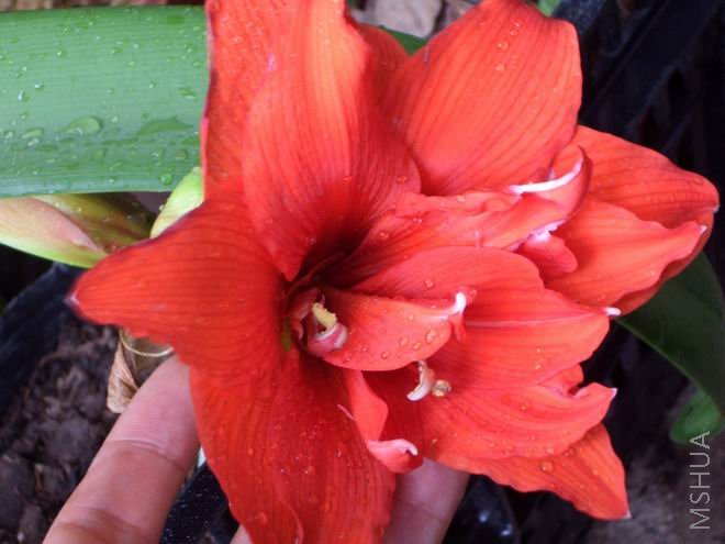 ���� CIMG4128.JPG