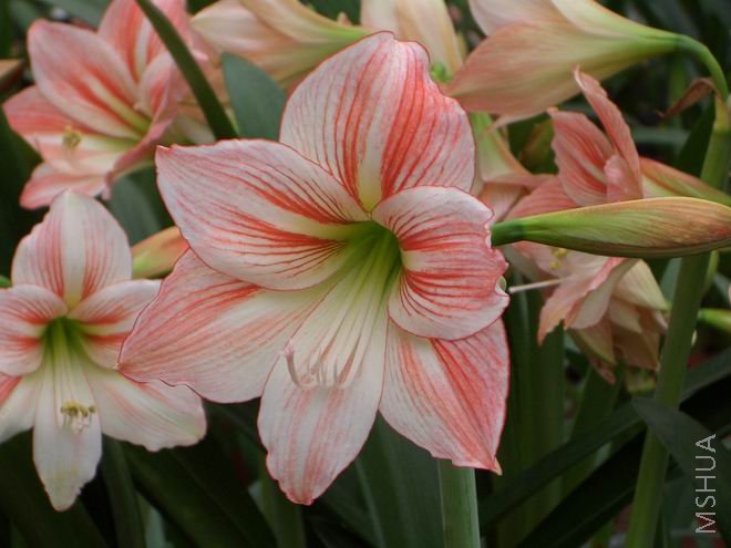 ���� CIMG4125.JPG