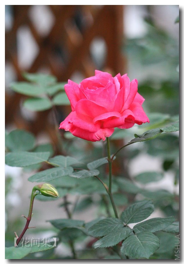 ӣ�Ұ�����